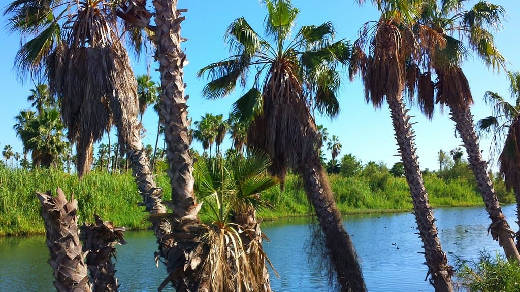 San José del Cabo Estuary