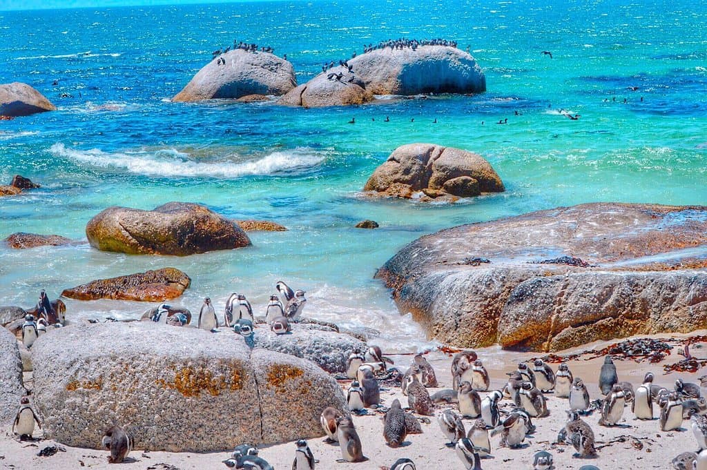 Boulders Penguin Colony Cape Town