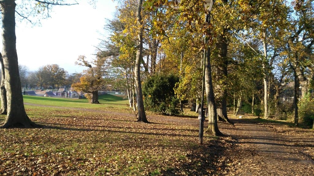 Autumn leaves