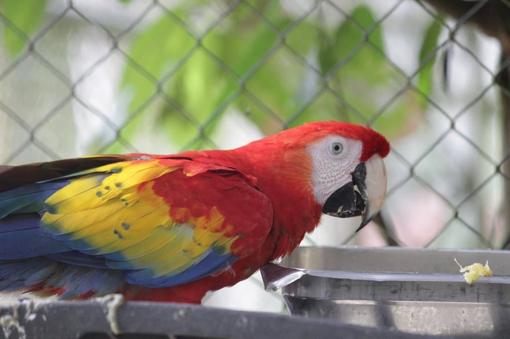 Parrot