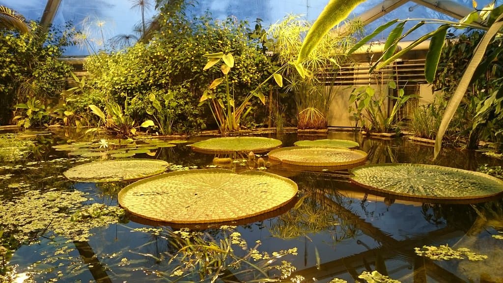 Botanisk Have og Væksthusene