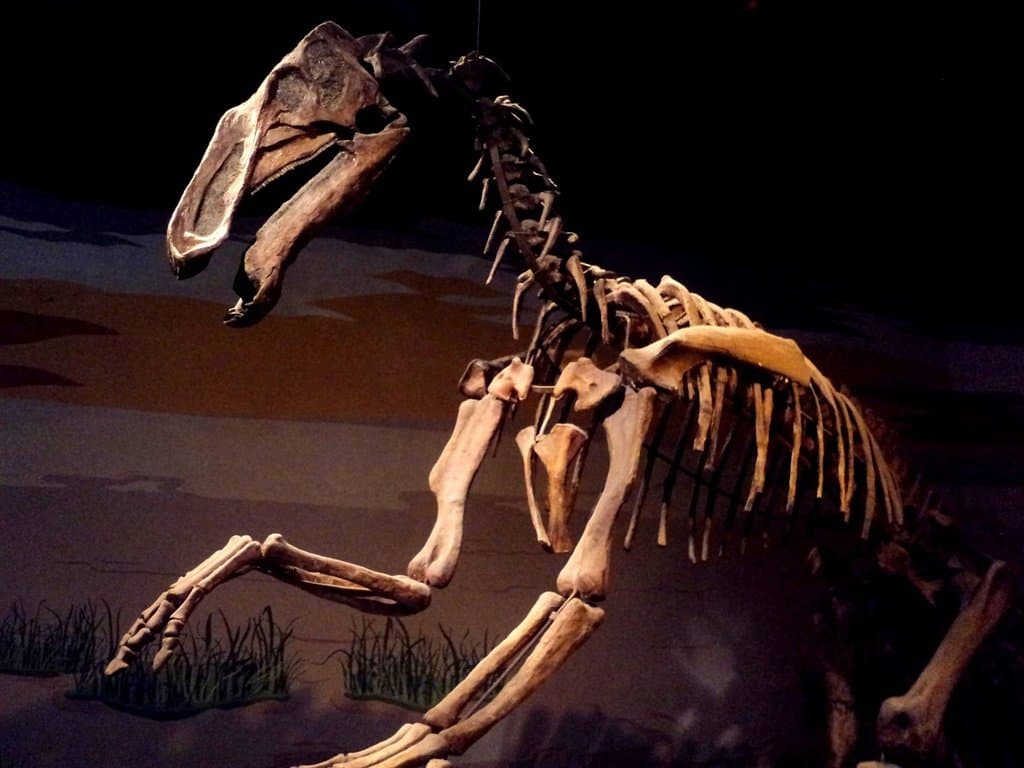 Museo de Ciencias Naturales Lorenzo Scaglia