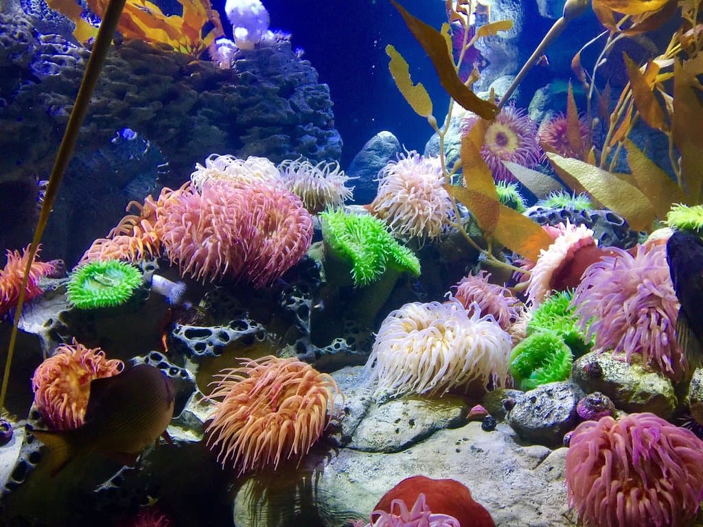 Save The Bay Aquarium Easton's Beach