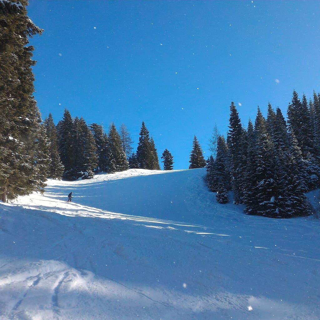 Bluewood