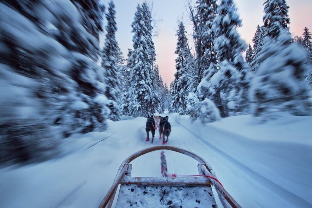 Bearhill Huskies running at speed