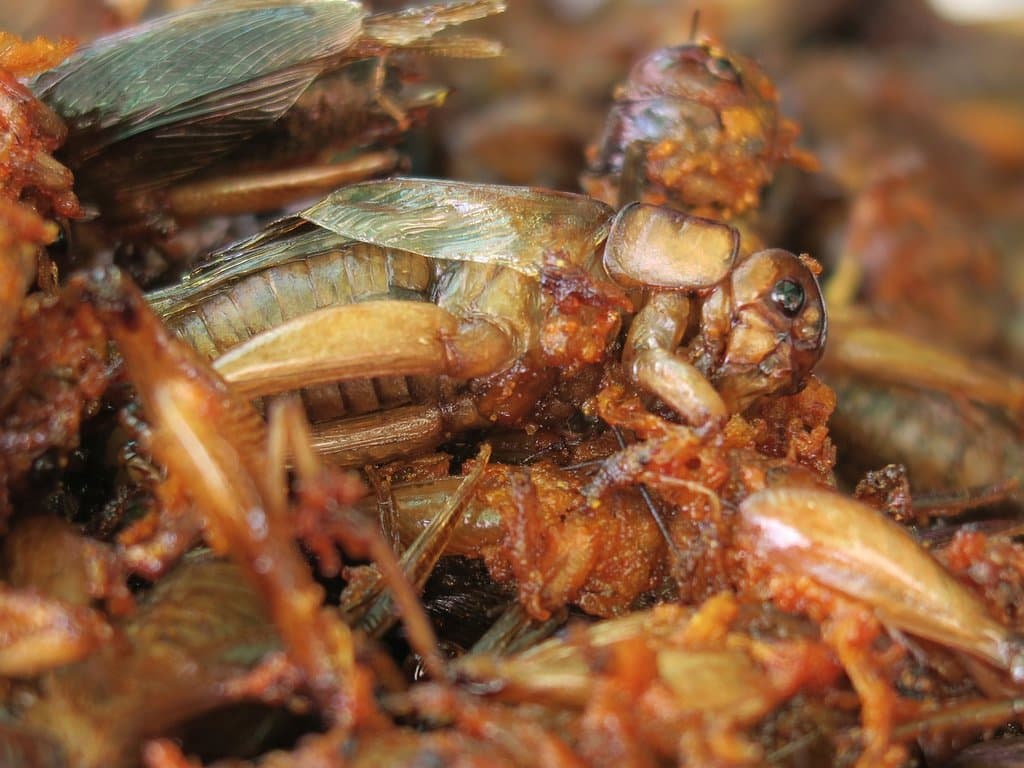 Cavallette caramellate