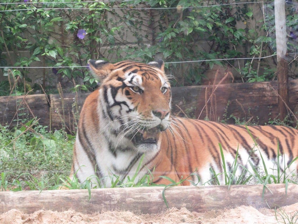 Zoológico Municipal de Bauru São Paulo Brazil