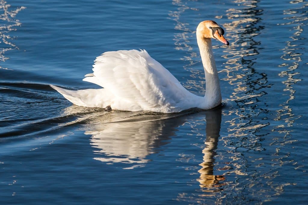 Mute Swan in the harbour