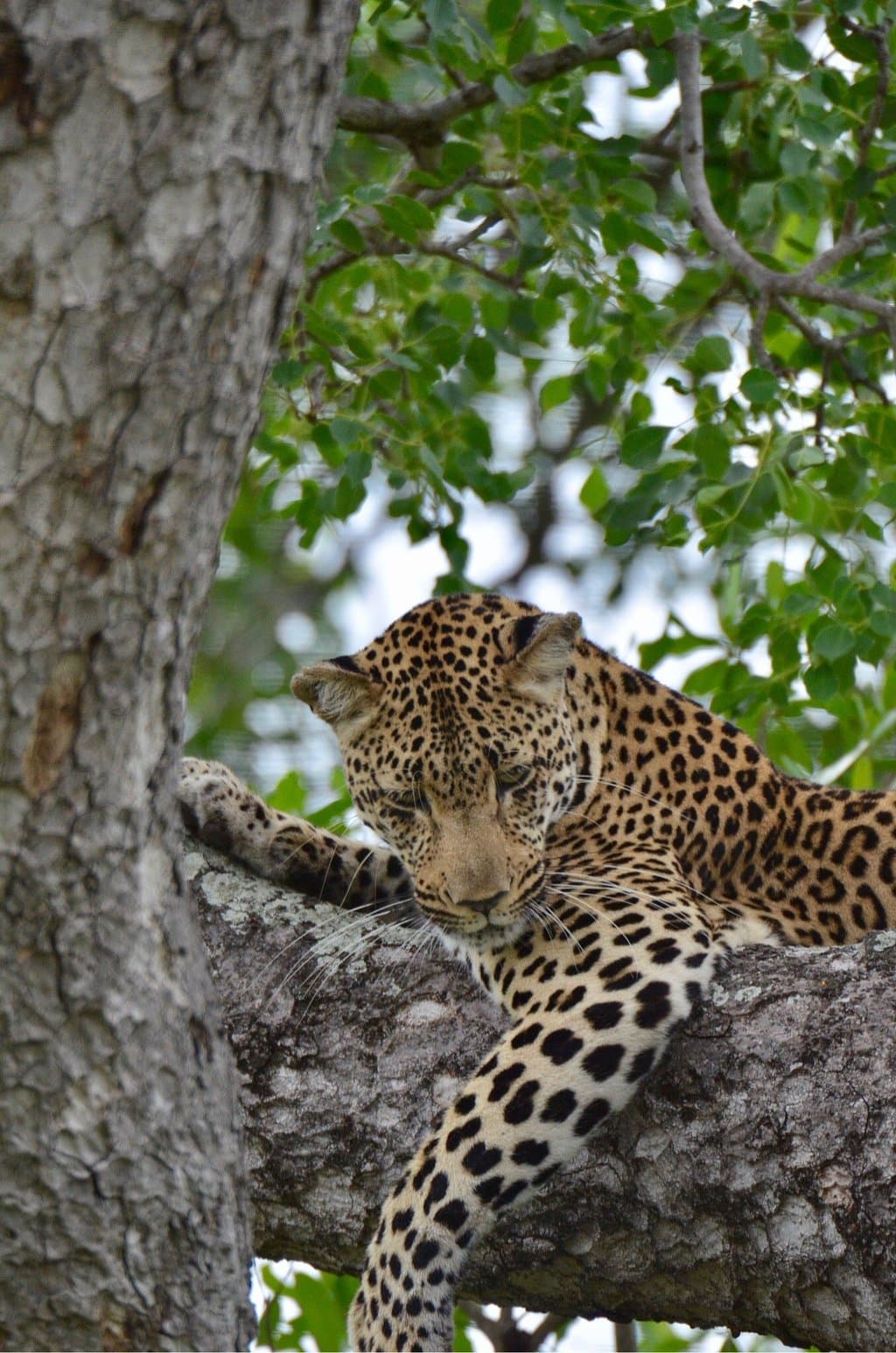 Sabi Sand Game Reserve