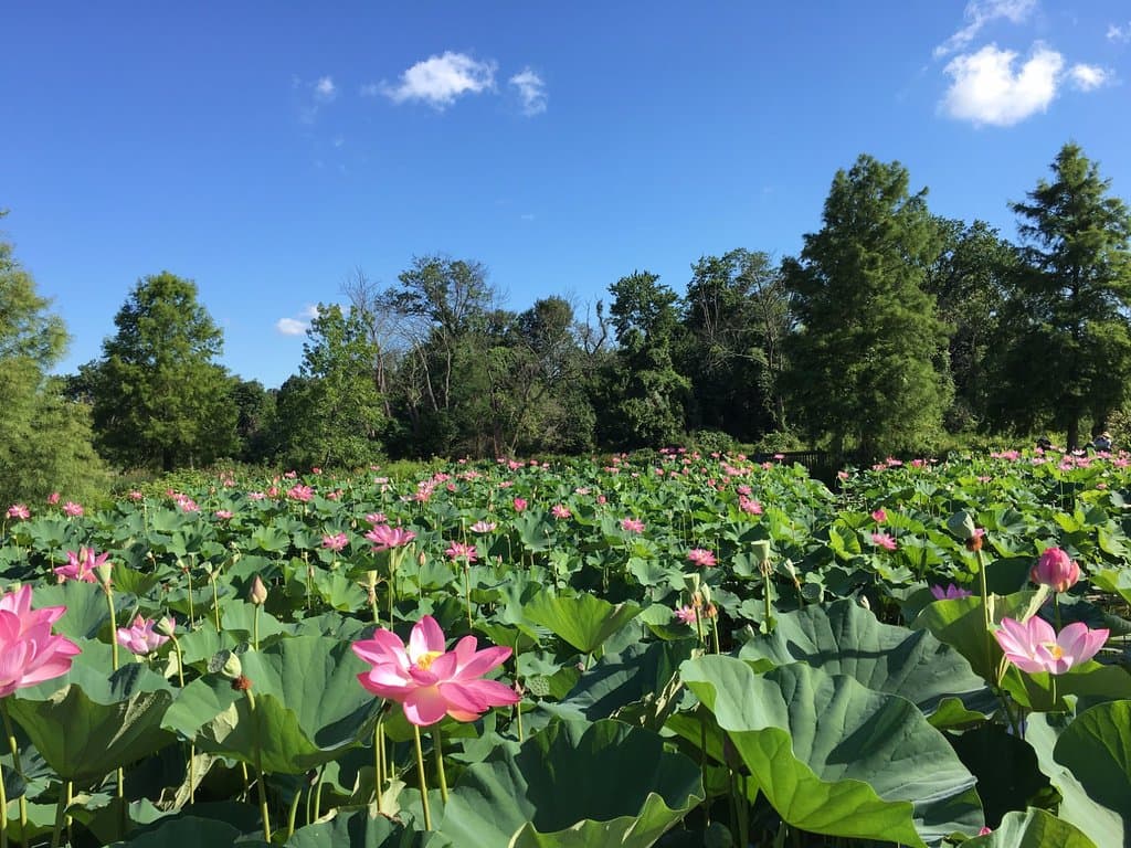 Lotus flowers!