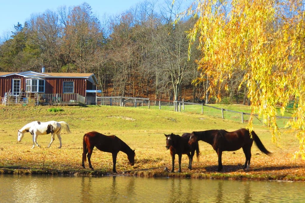 horses