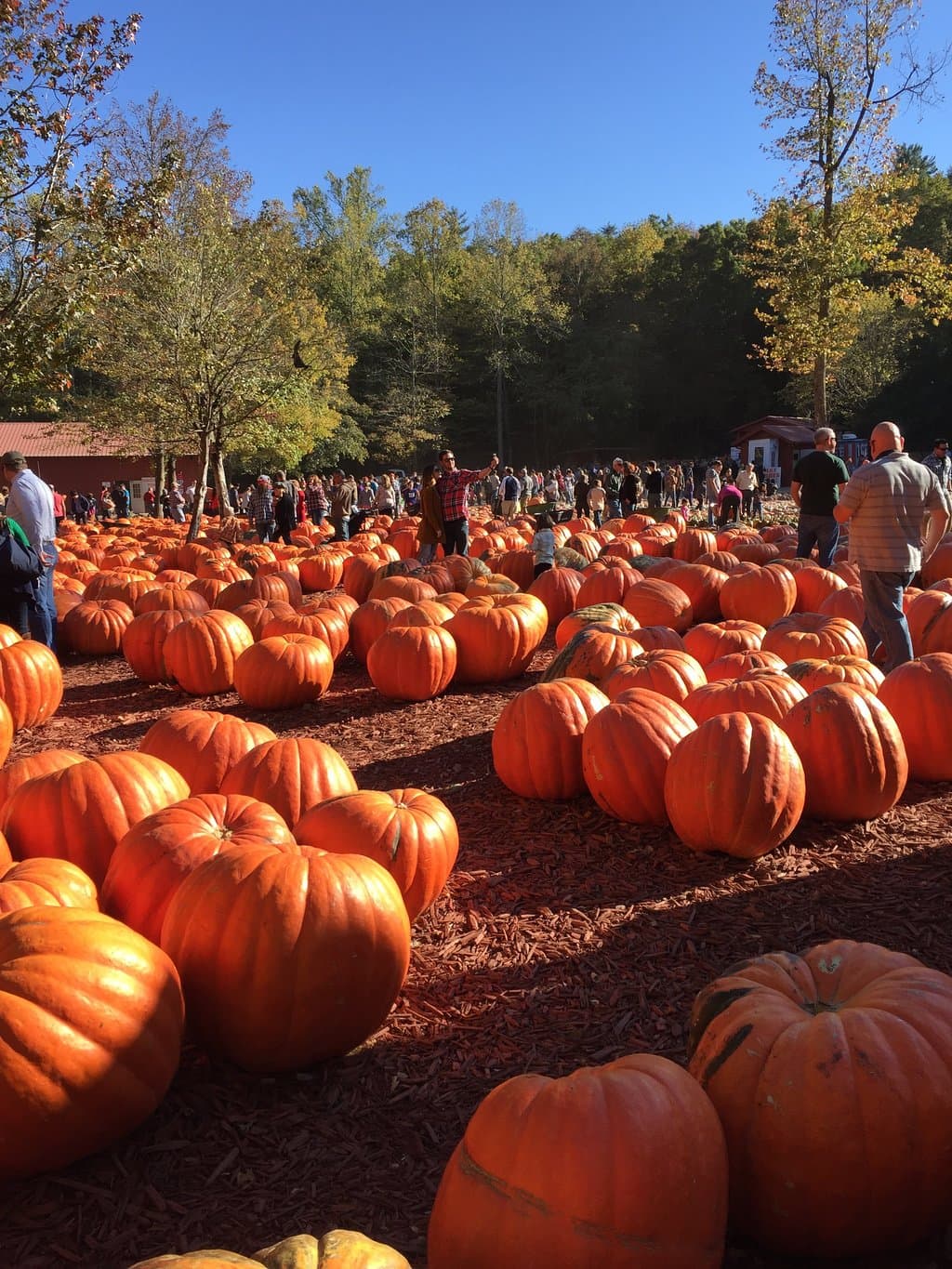 Burt's Pumpkin Farm
