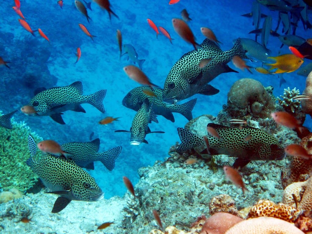 Sweet Lips in Mataking Island