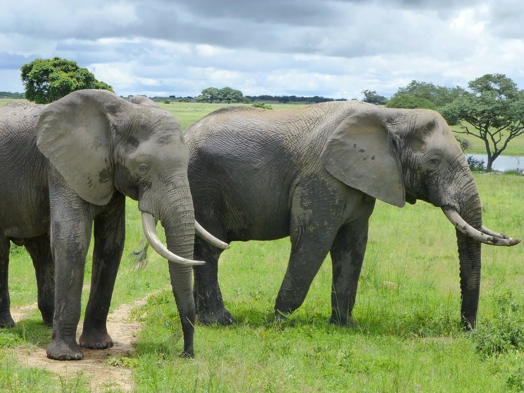 Elephants at Imire