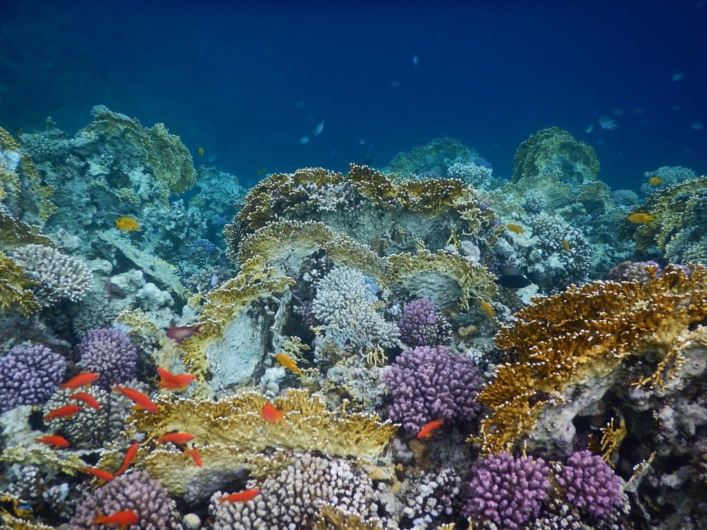 Korallenvielfalt in Sharm El Naga