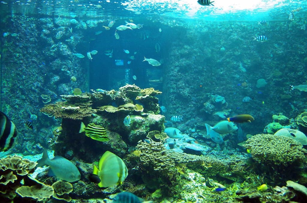 串本の生き物だけを約400種4000匹