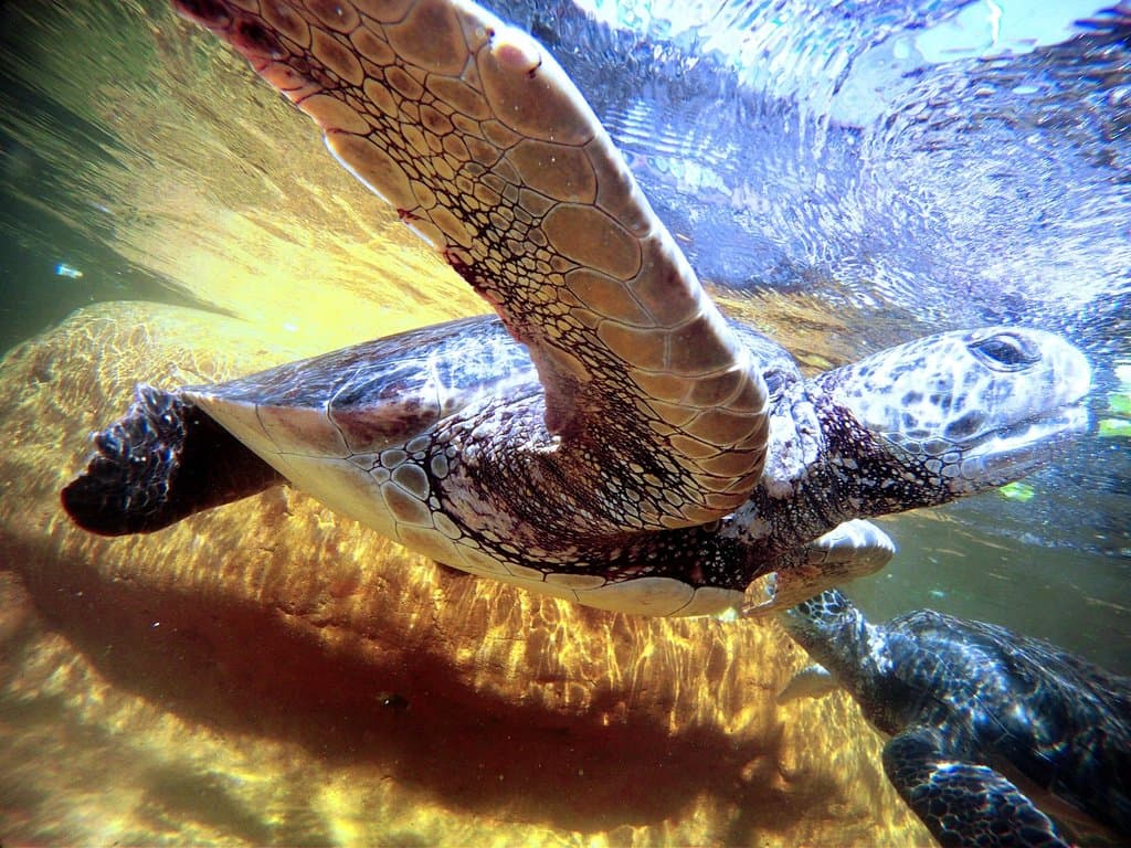 Endangered Eastern Pacific Green Sea Turtles