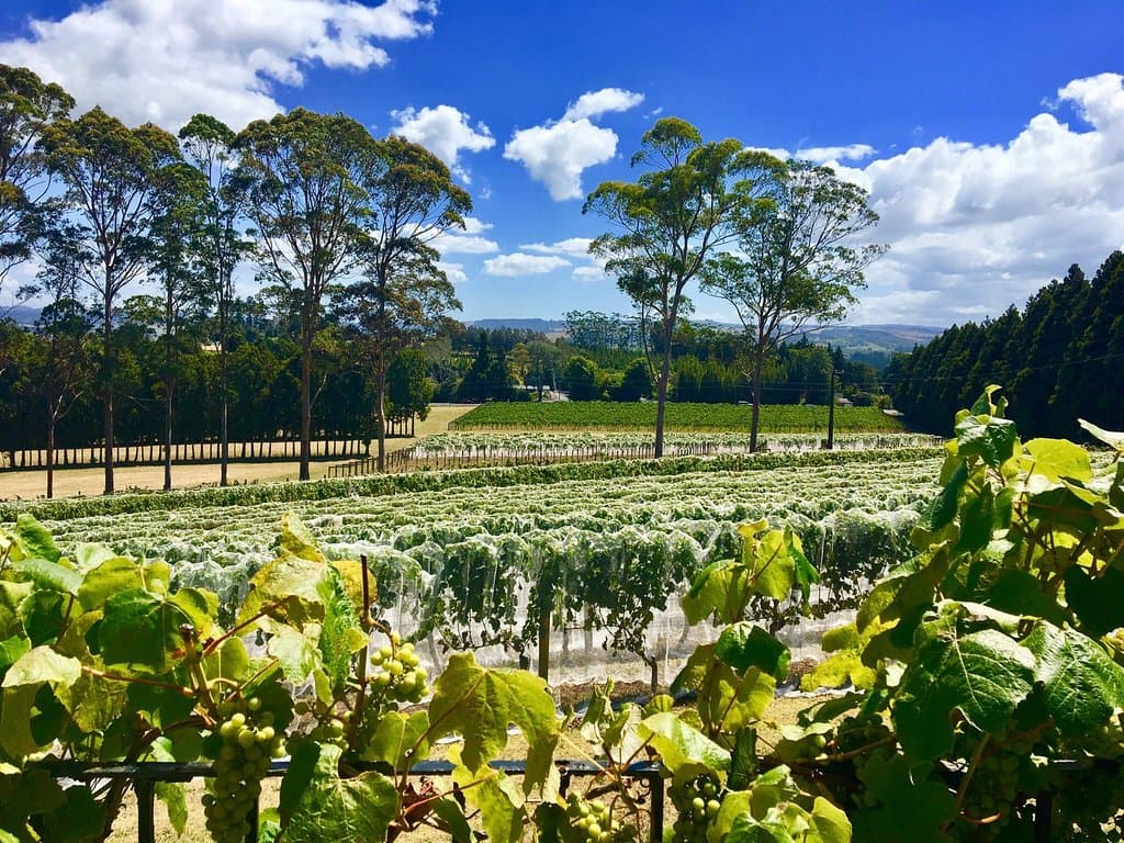 Cottle Hill Winery
