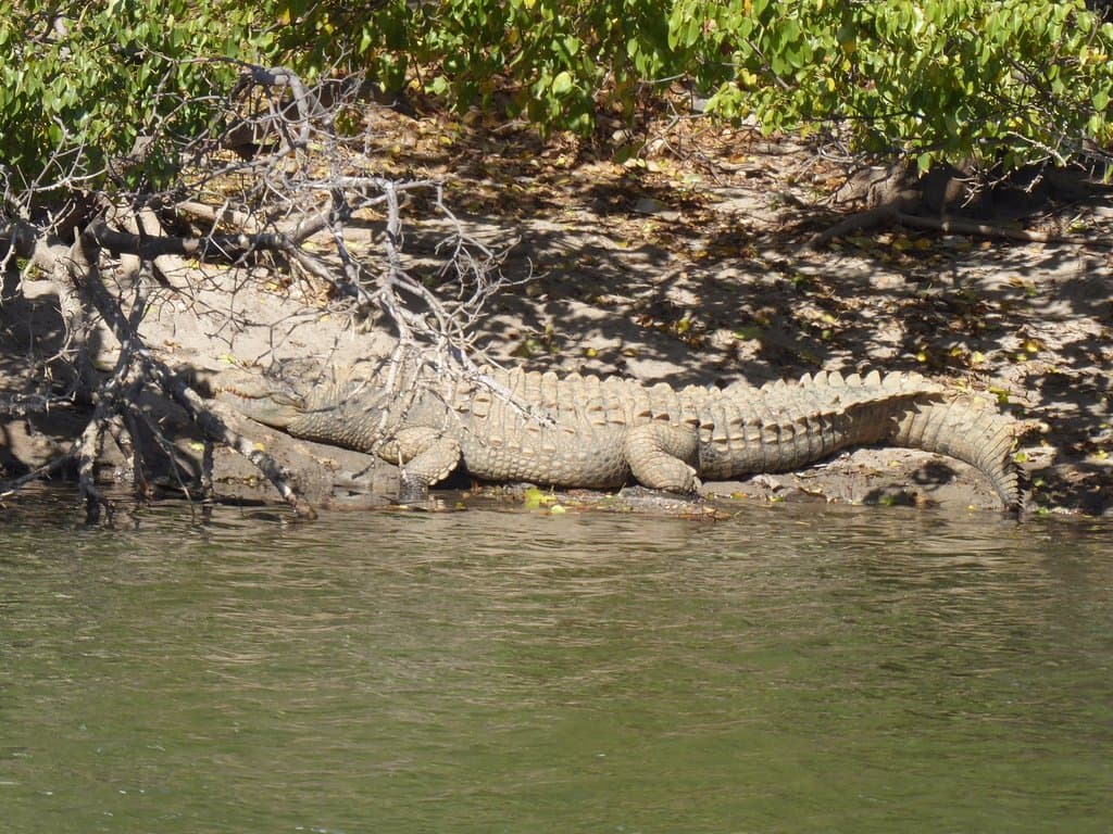Crocodile