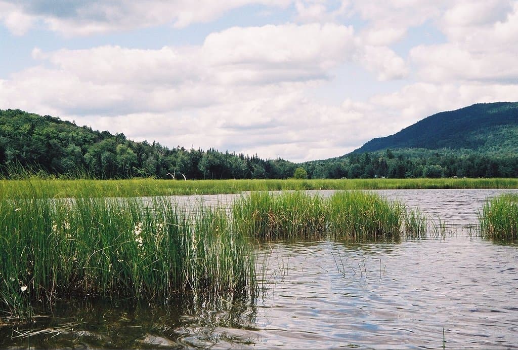 South Bog Cove