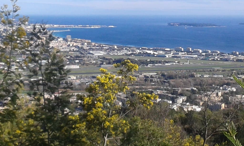 Tanneron Mimosa Forest