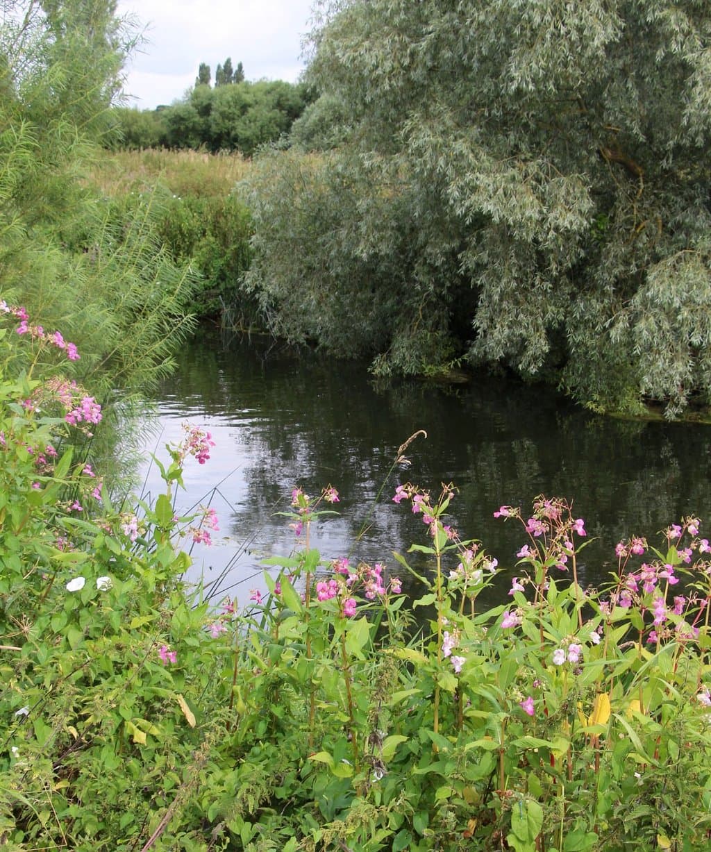 Summer beauty by the river