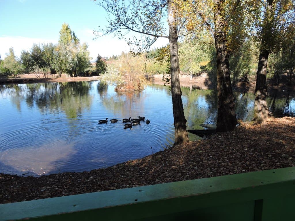 Lake with ducks