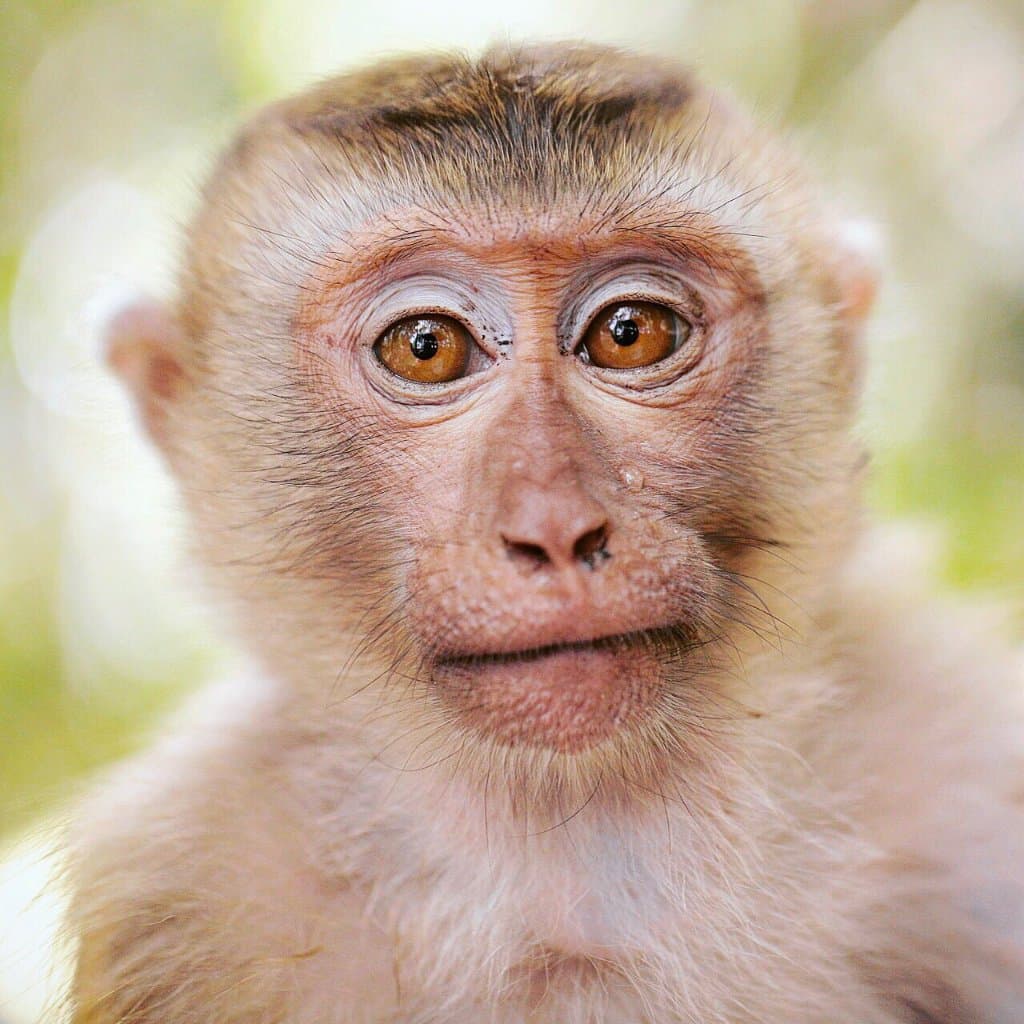 Explore Monkey Hill