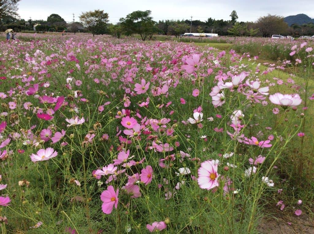 Kinryu Park Azalea Garden