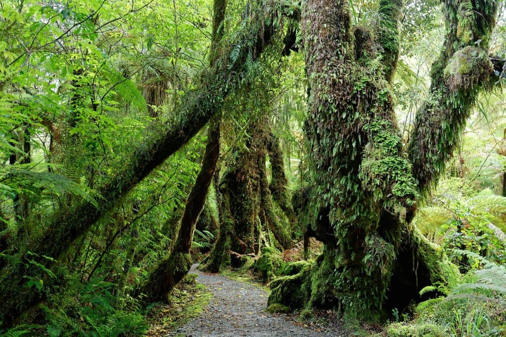 Moos and fern covered trees along the track