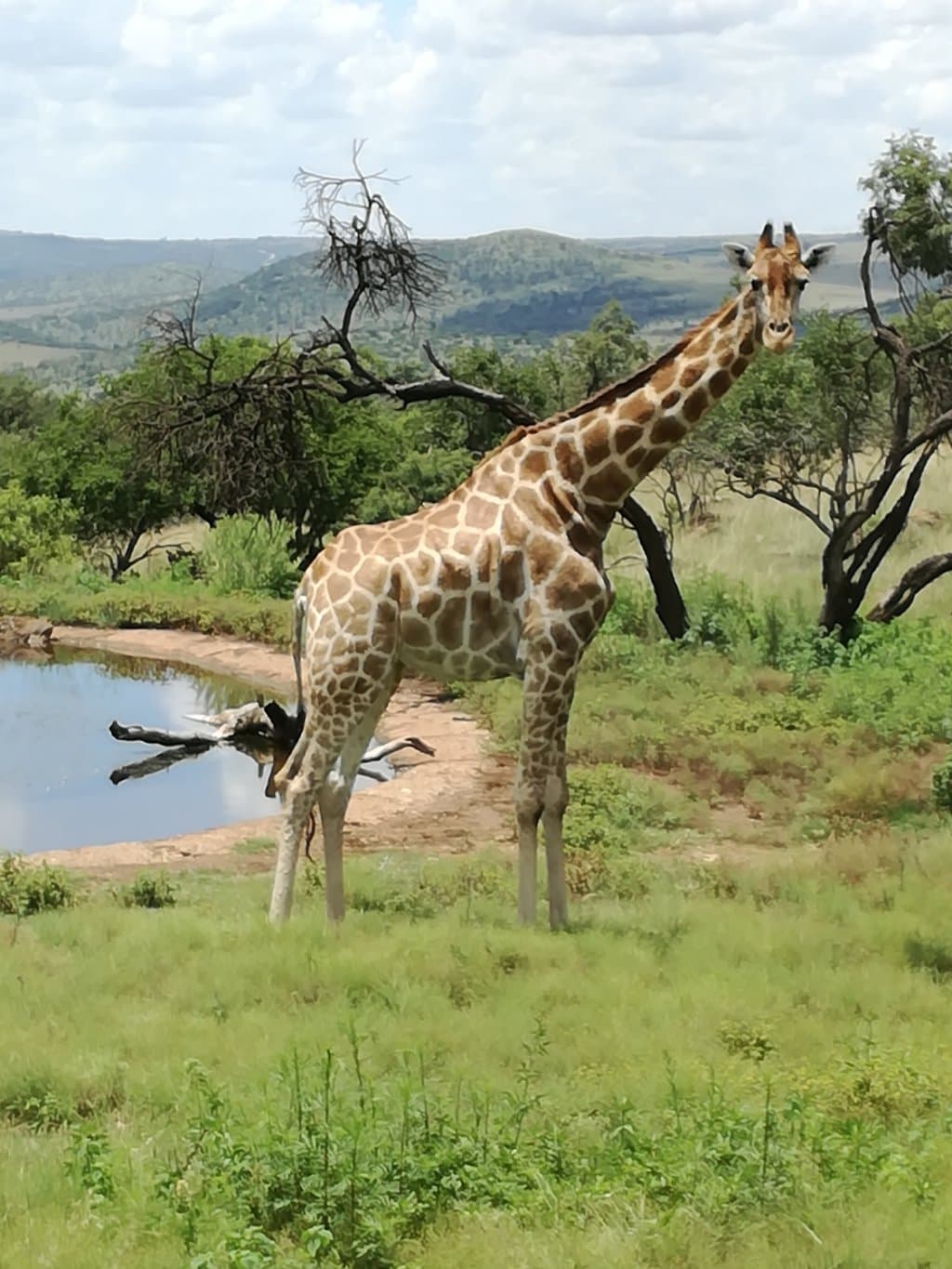 Giraffe posing for the cameras