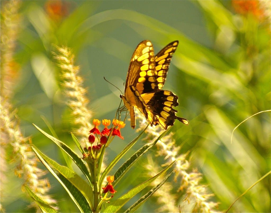 Butterfly at Lick Park Trail