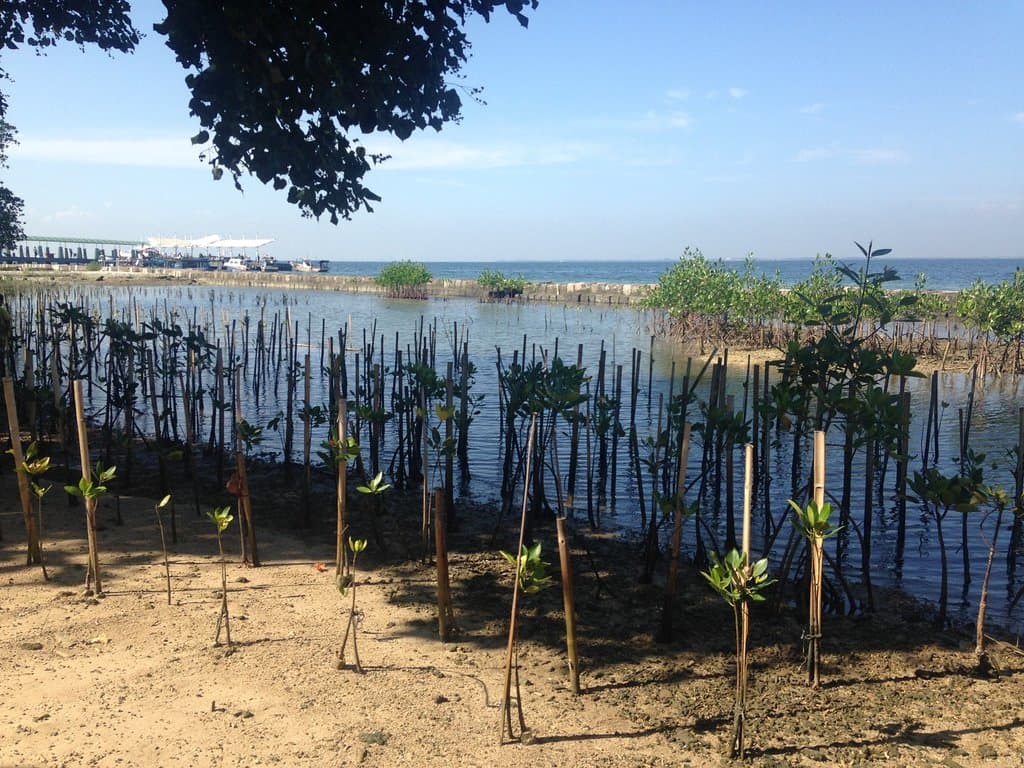 Pohon Bakau di Pulau Untung Jawa