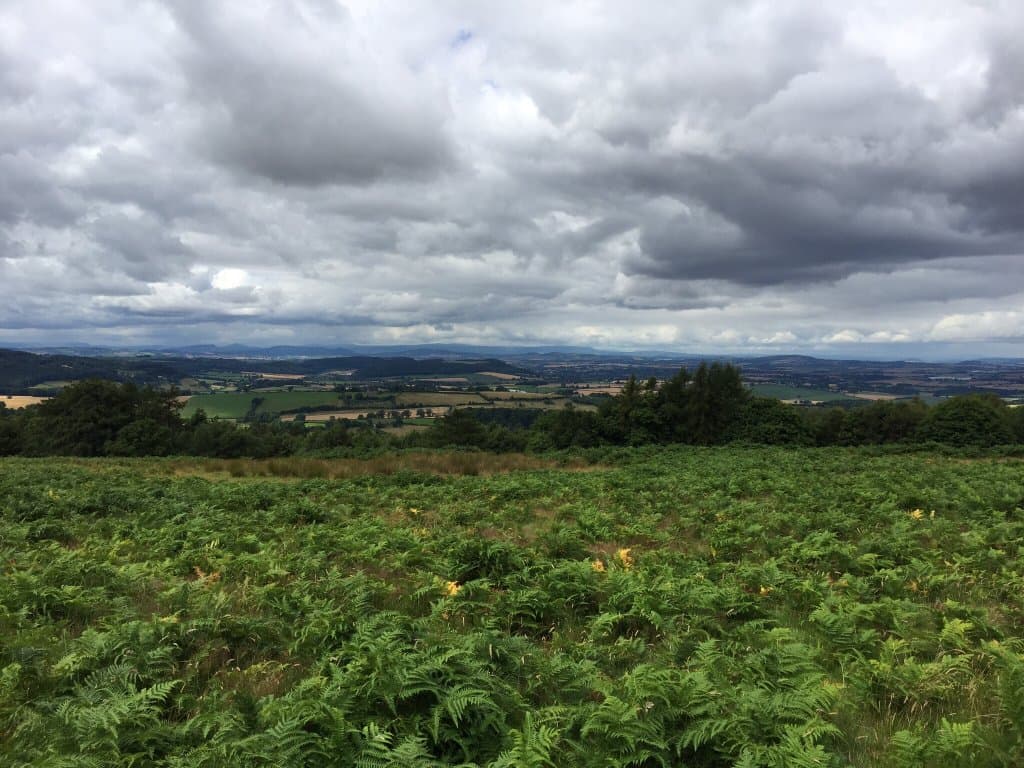 Belted Gallowayson May Hill