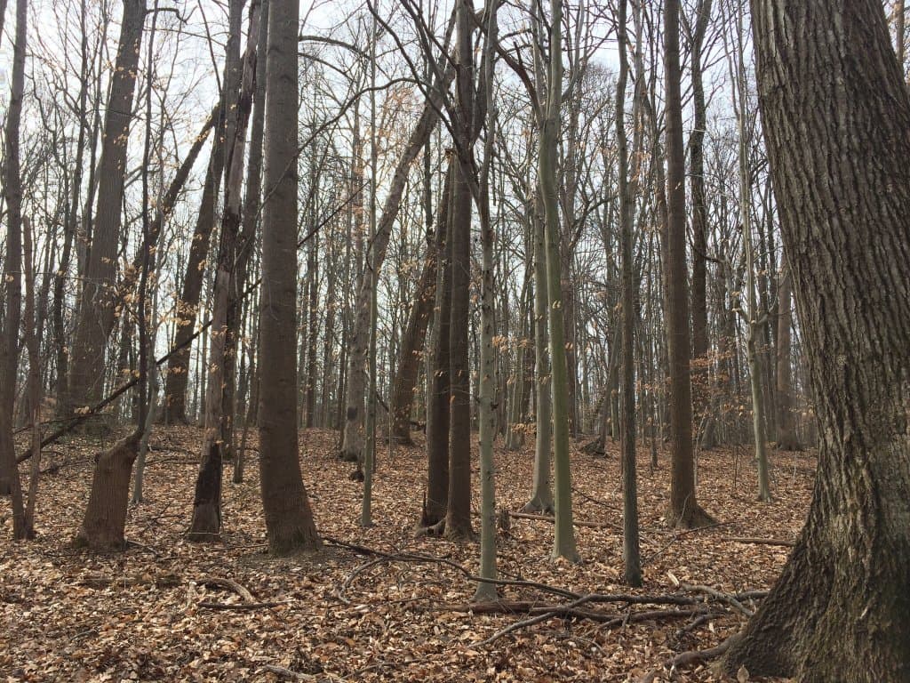 Daniels Run Park