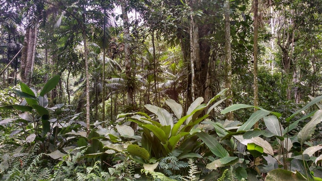 Mata Exuberante e preservada.