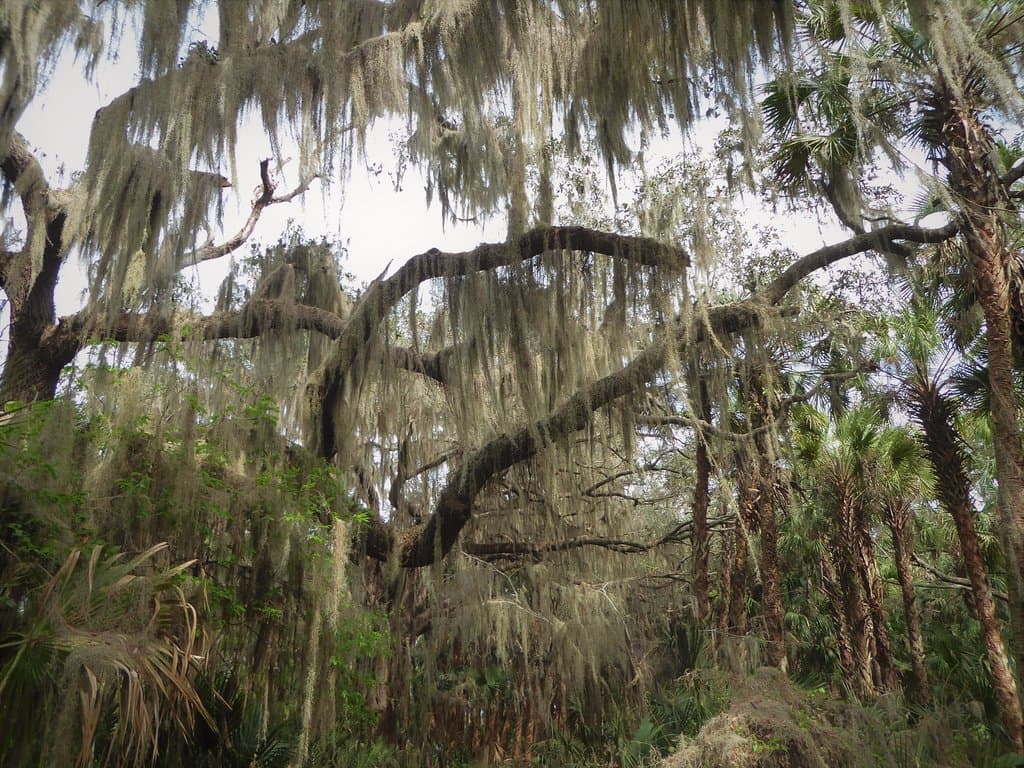 Lake Jesup Conservation Area East Tract