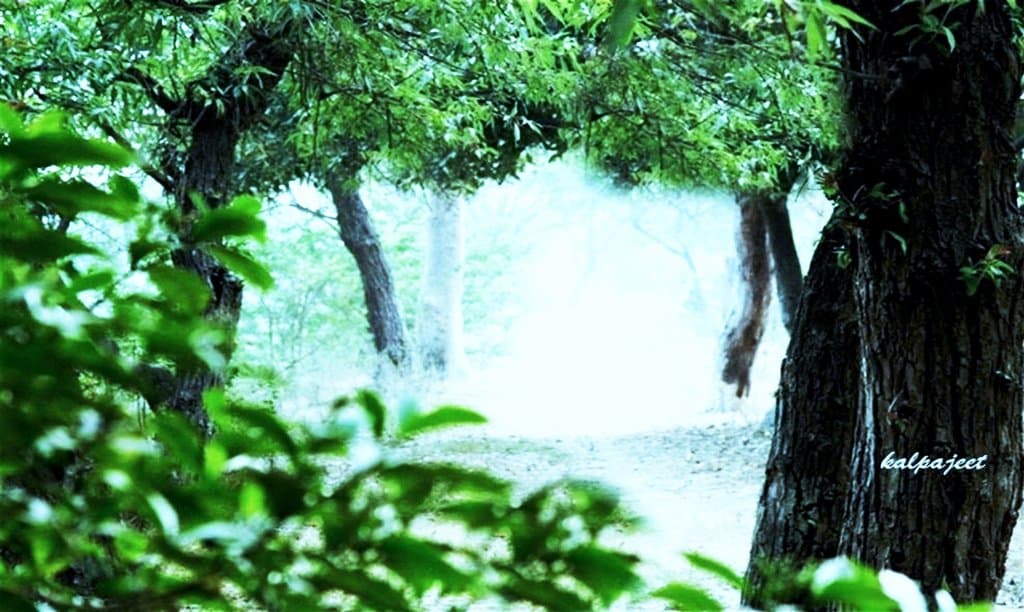 Early morning view of the bird sanctuary