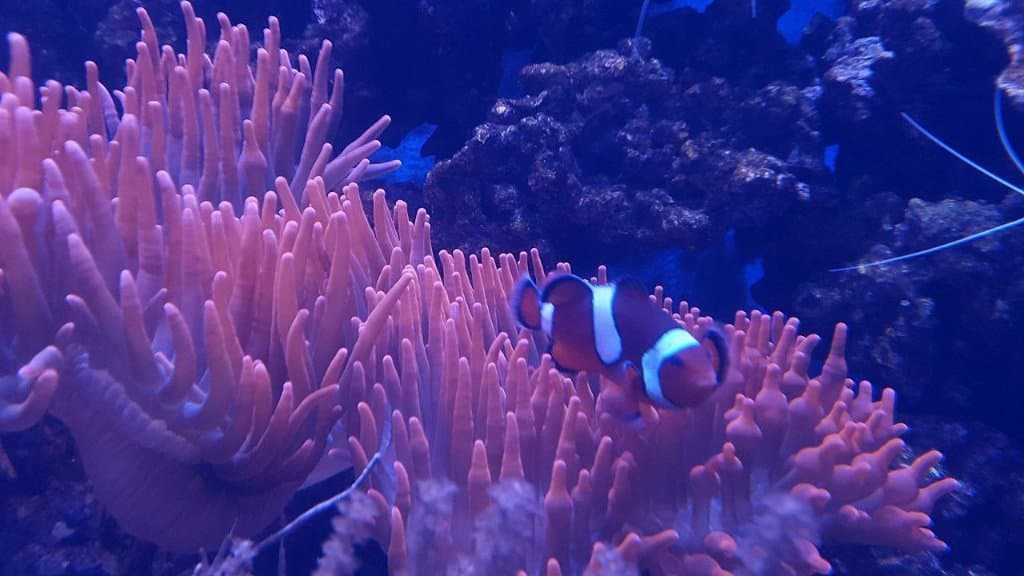 Aquarium