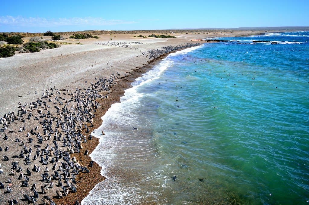 Punta Tombo Penguin Colony