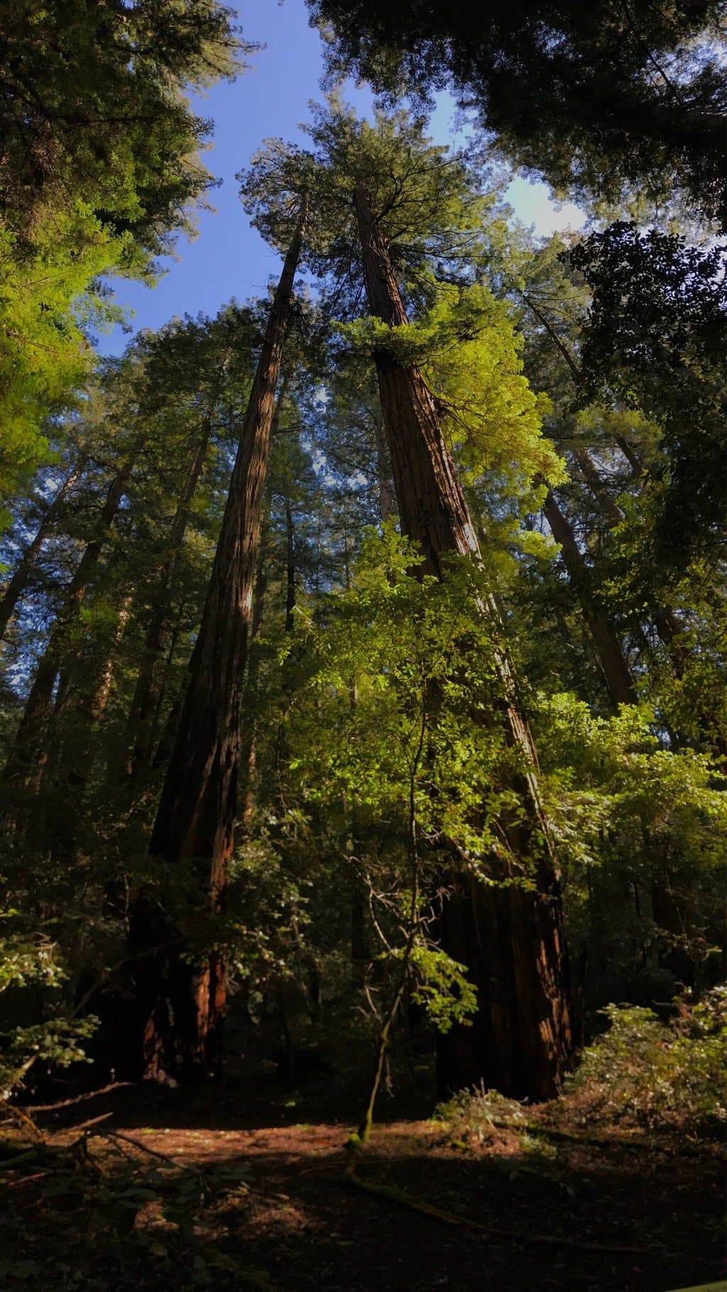 Trails through redwoods at Austin creek