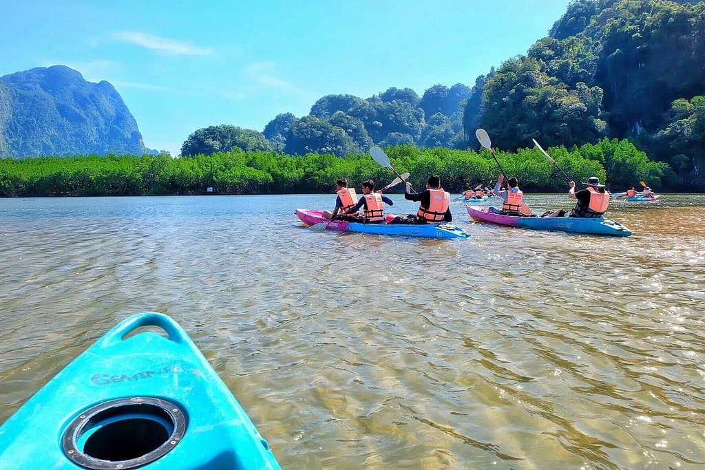 Go kayaking through mangroves