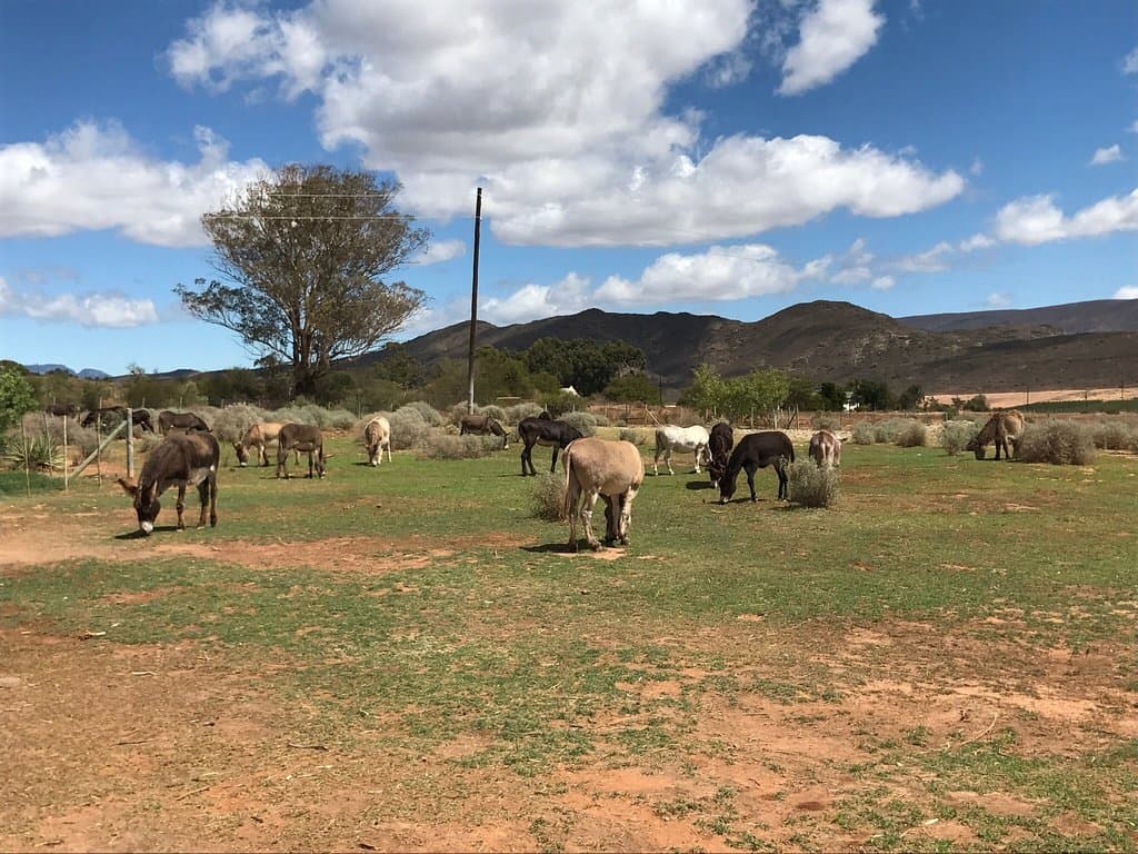 Eseltjiesrus Donkey Sanctuary
