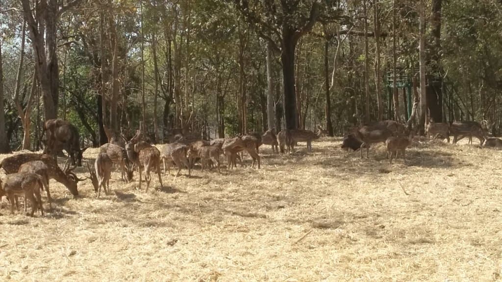 Satmaliya Deer Park