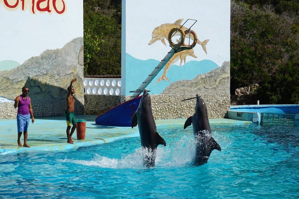 Dolphin tricks and trainers at Aquarium Baconao