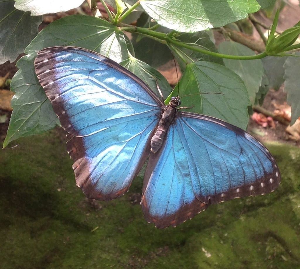 Blue Morpho