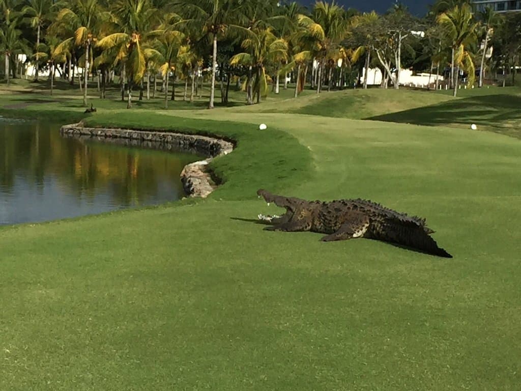 Marina Vallarta Golf Club