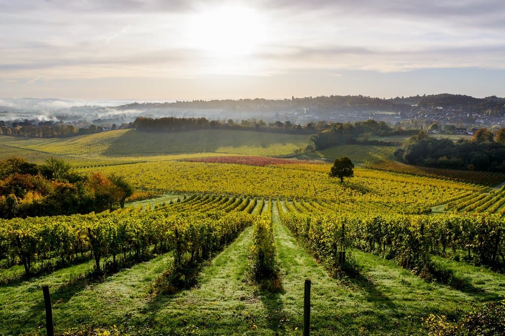 Denbies vineyard looking towards Dorking