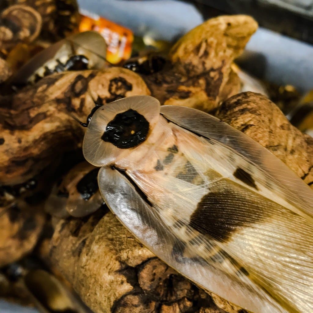 A fascinating collection from eighty years of entomology at UC Davis.