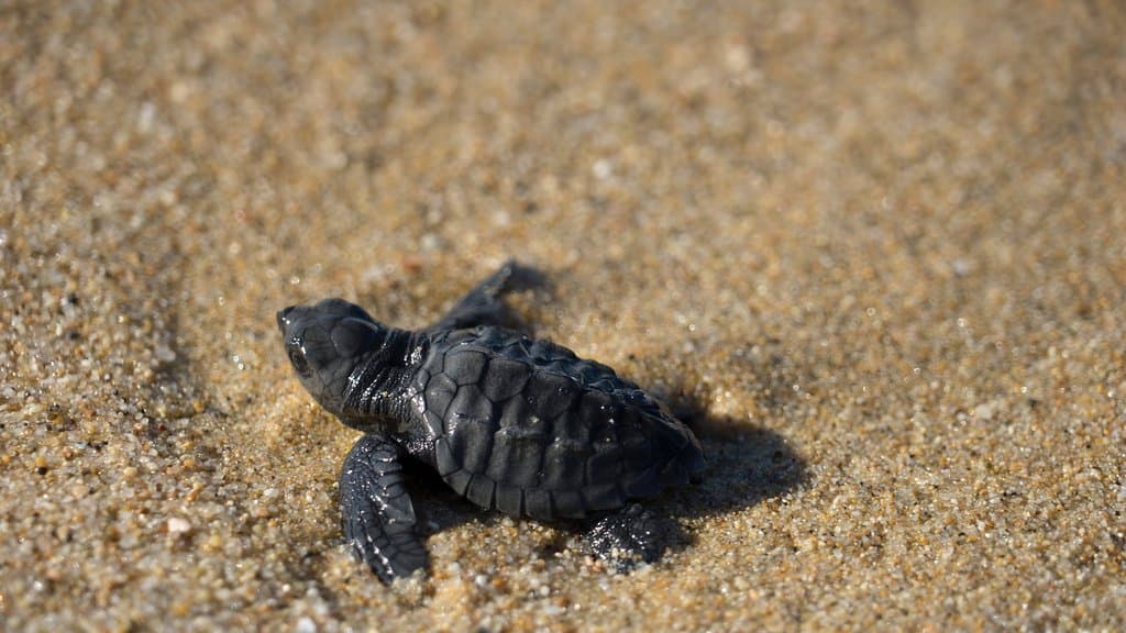 Olive Ridley